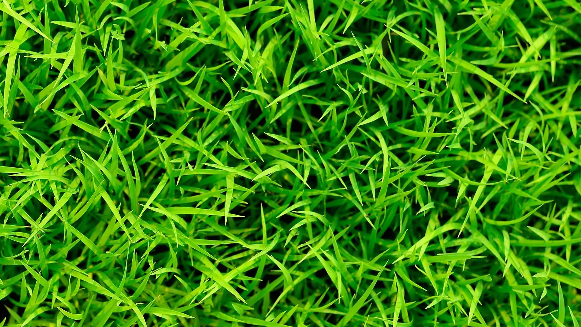 Aerial view of grass blades in Northwest Hills, TX.