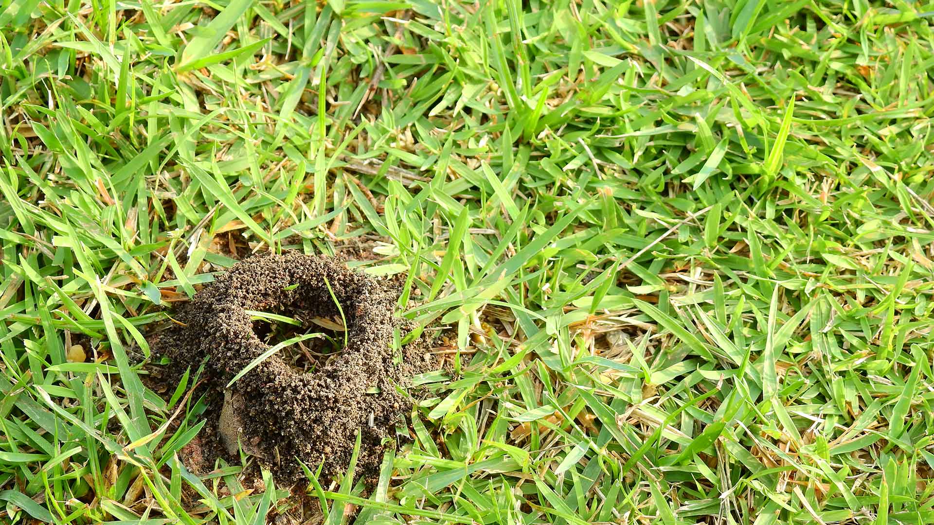 Ant hill in lawn in Austin, TX.