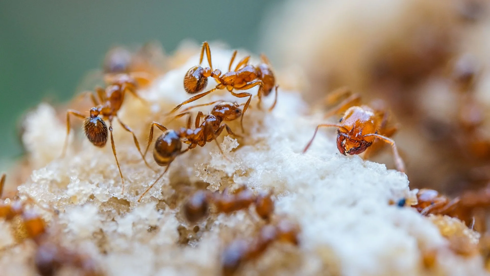 Do Fire Ants Bite Dogs?