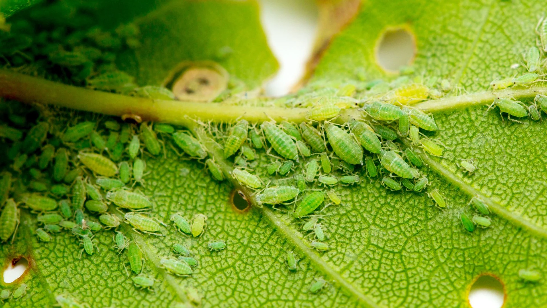 What Are Aphids & How Do They Damage Trees & Shrubs?