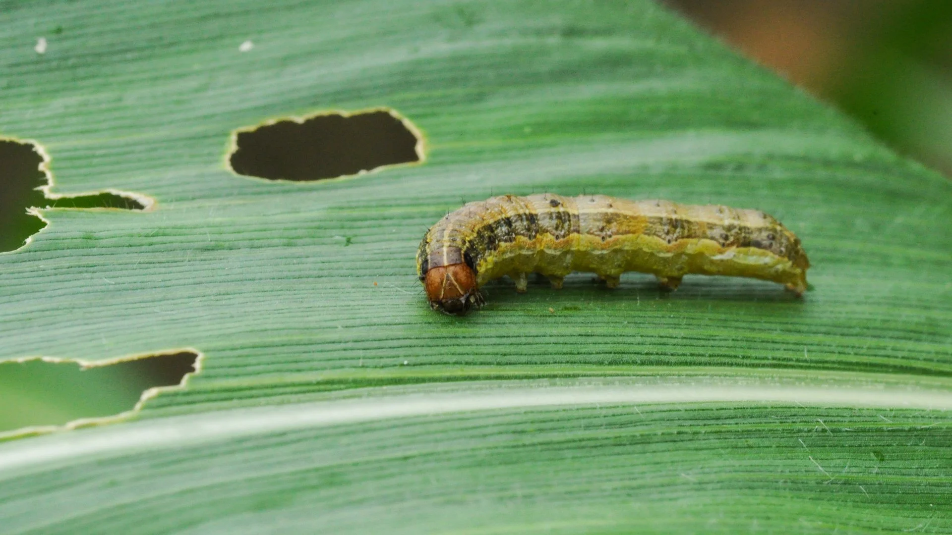 Armyworms Pose a Threat to Your Lawn's Health!