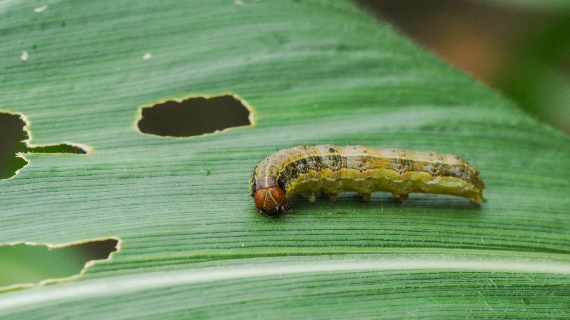 Armyworm eating grass blade in client's lawn in Cedar Park, TX.