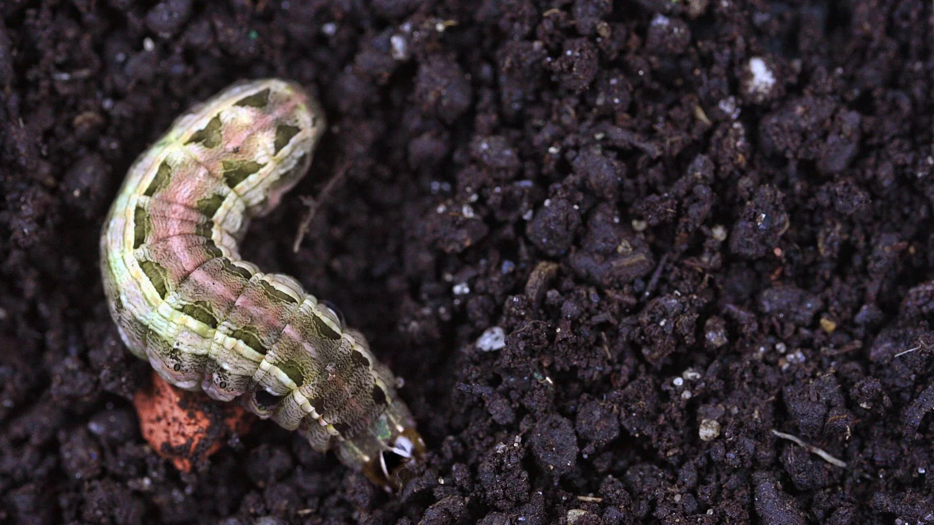 How Do You Get Rid of Armyworms?