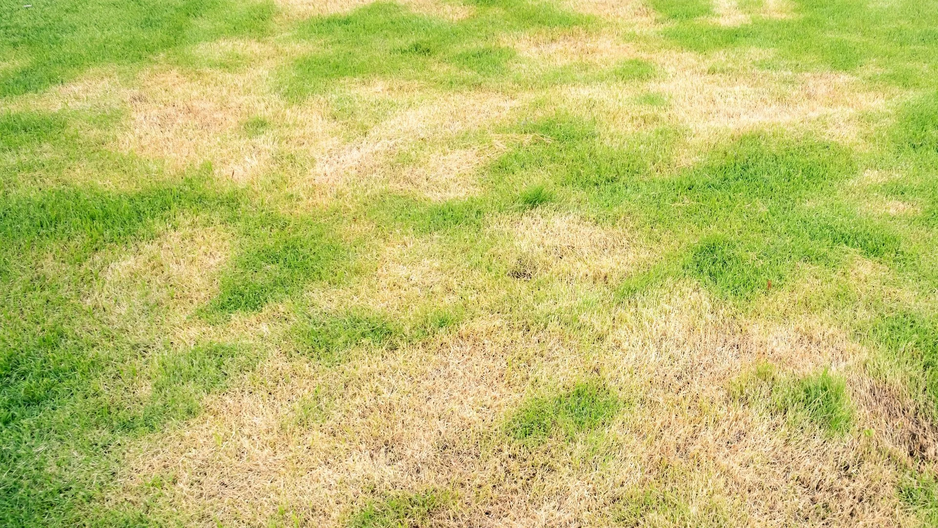 Can Lawn Diseases Go Away on Their Own Without Treatment?