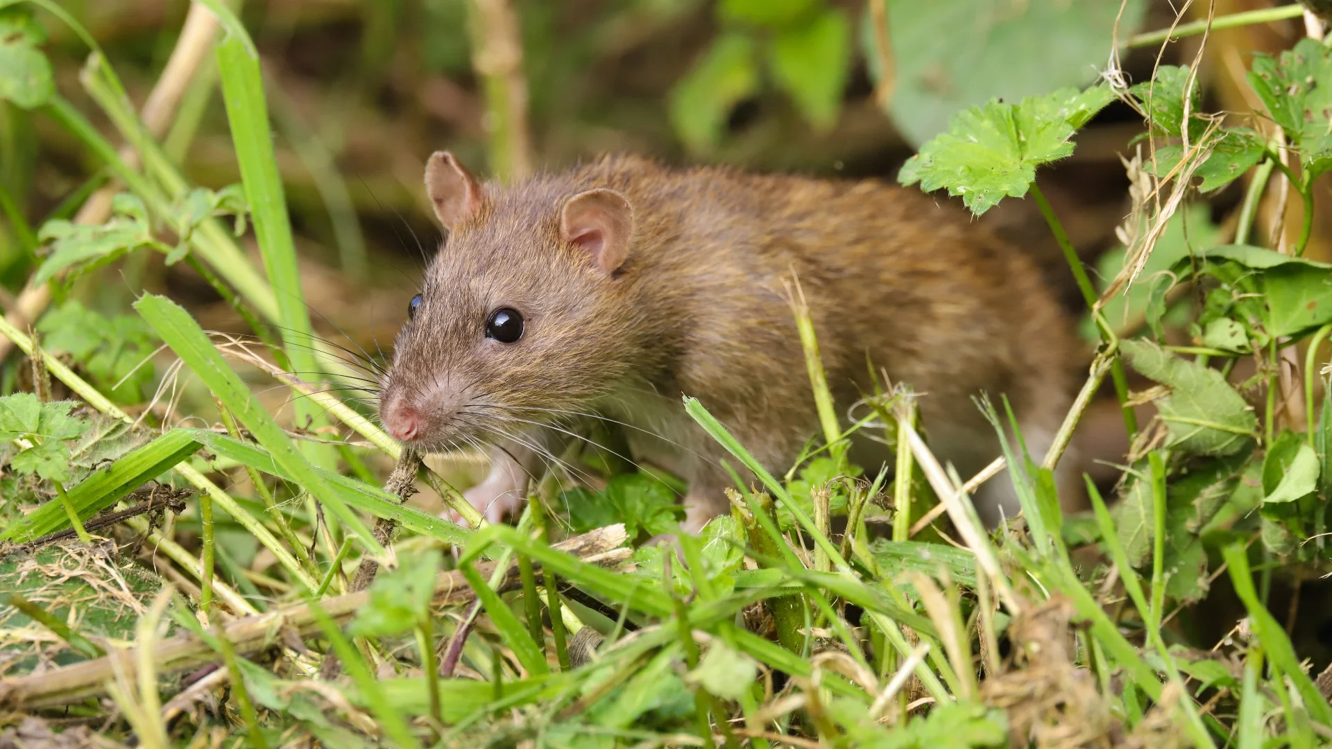 What Is the Best Way to Keep Rodents Away From Your Property?