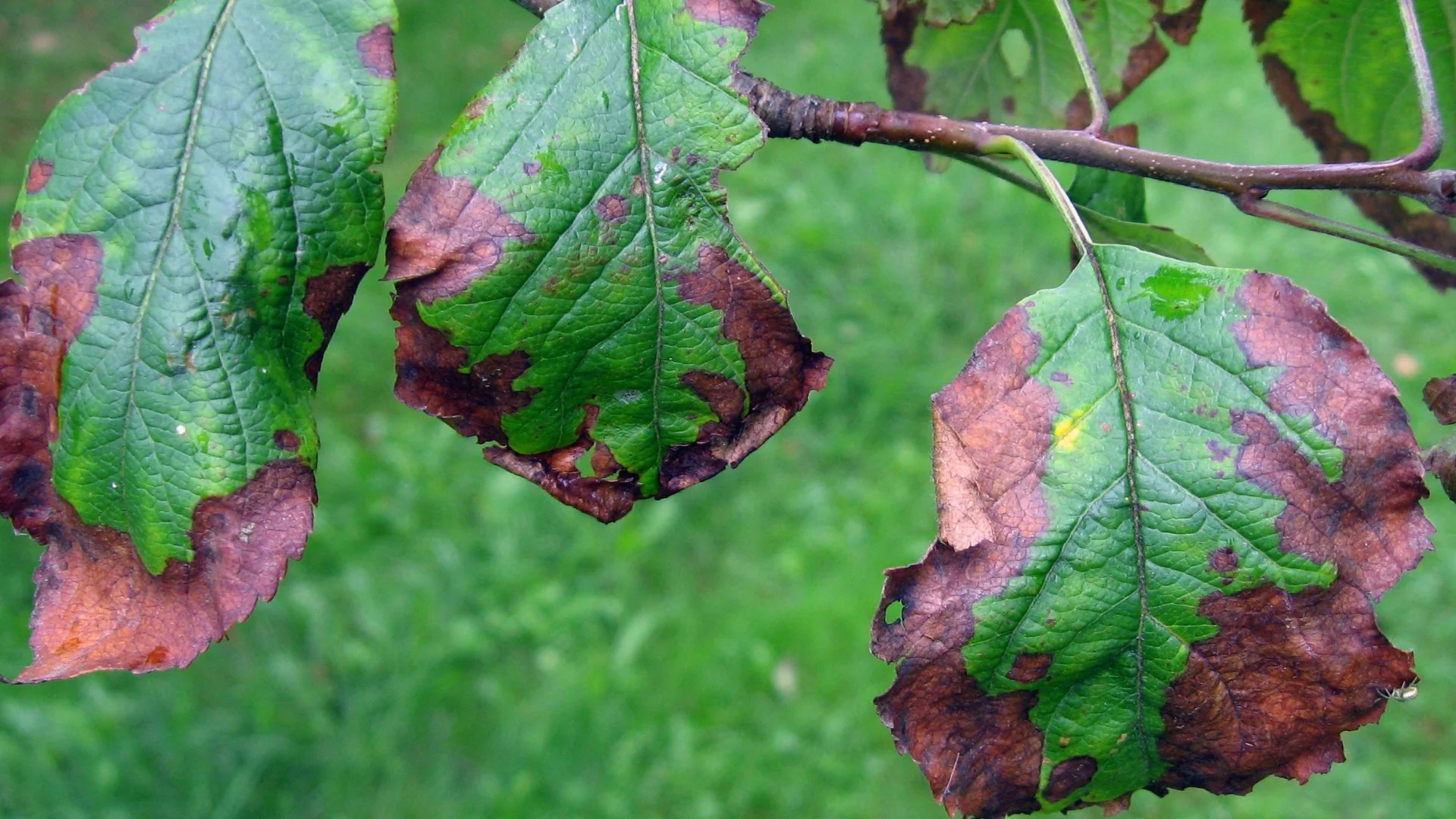 Is Your Tree Battling Cercospora Leaf Spot? How to Tell & What to Do