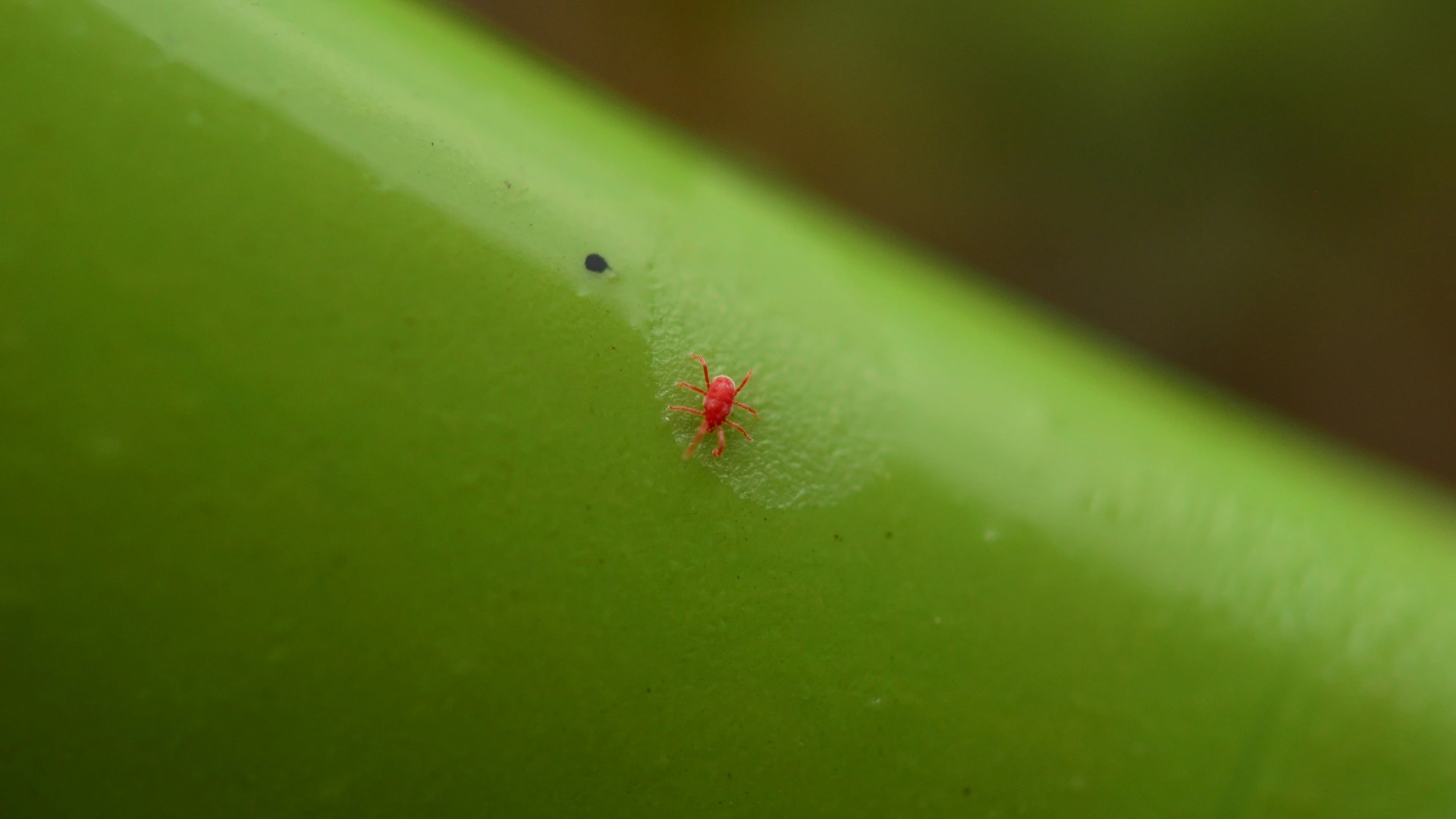 Chigger on a grass blade in a client's lawn in Round Rock, TX.