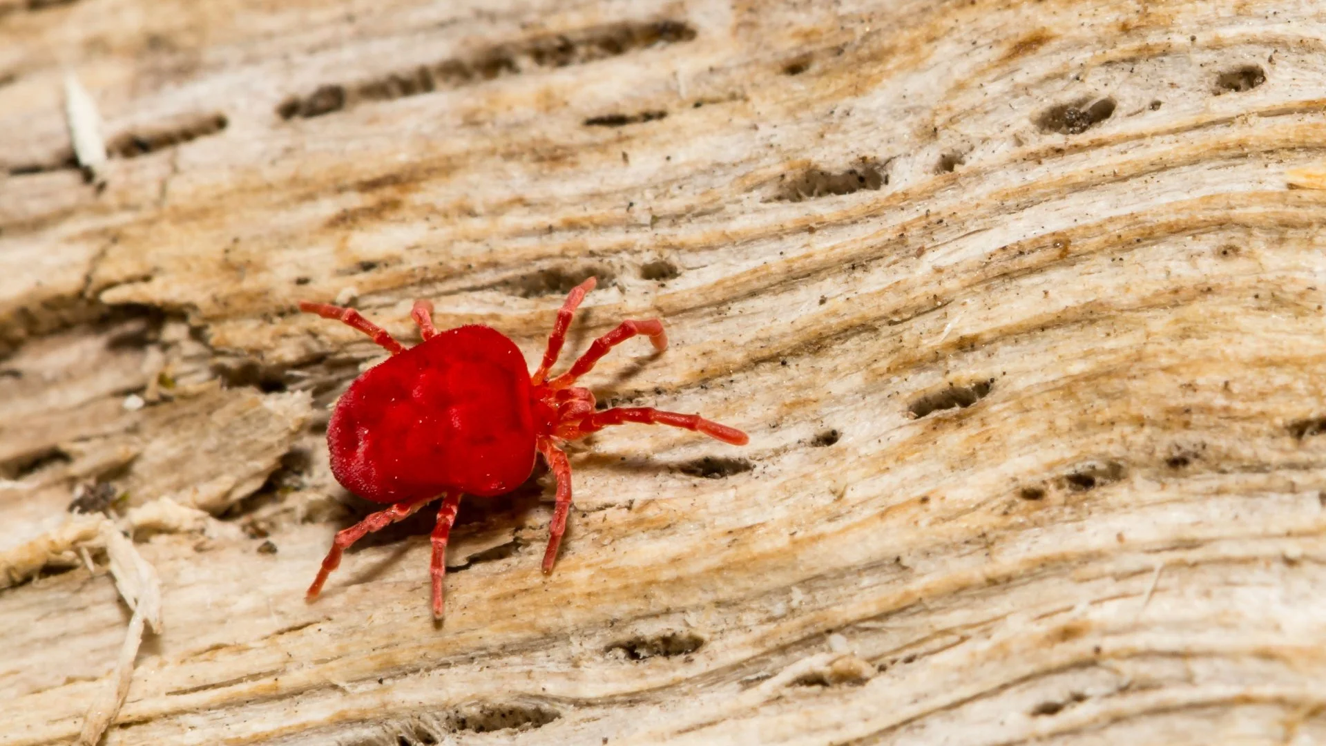 What Are Chiggers & How Do You Keep Them Out of Your Yard?