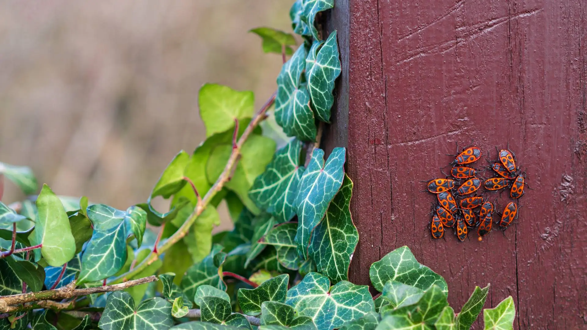 Chinch bugs grouped together on a fence in Austin, TX.