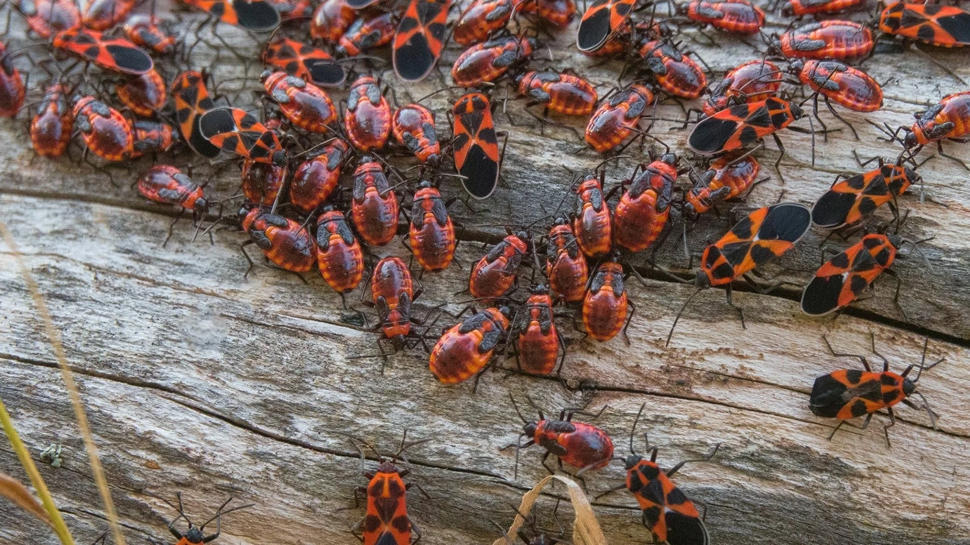 How Do Chinch Bugs Damage Lawns?