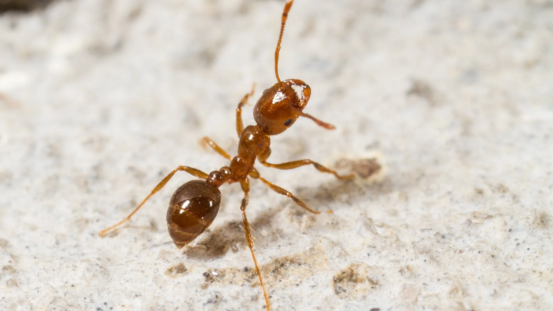 Will Fire Ants Go Away on Their Own?