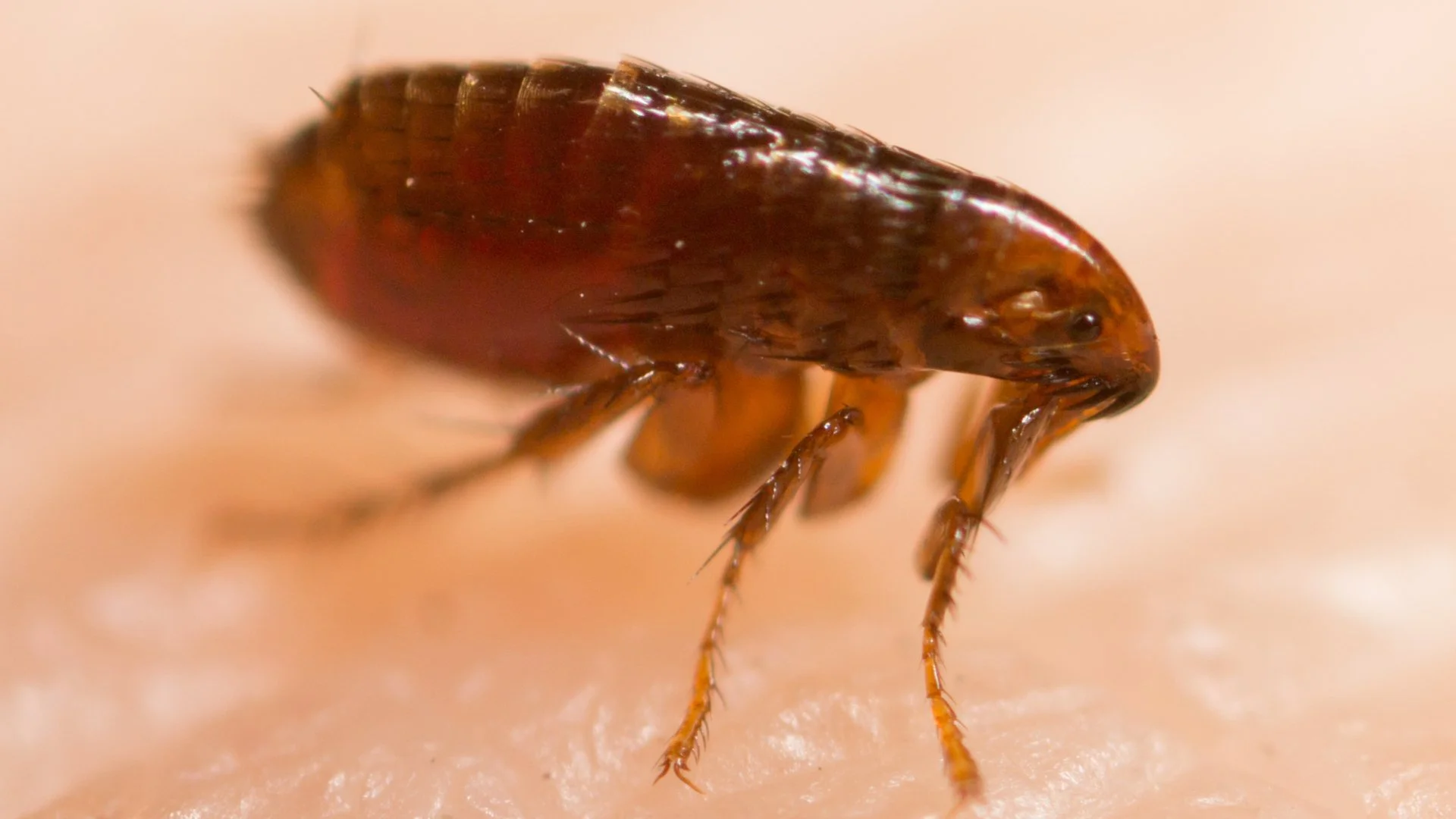 Things You Can Do to Deter Fleas From Your Property