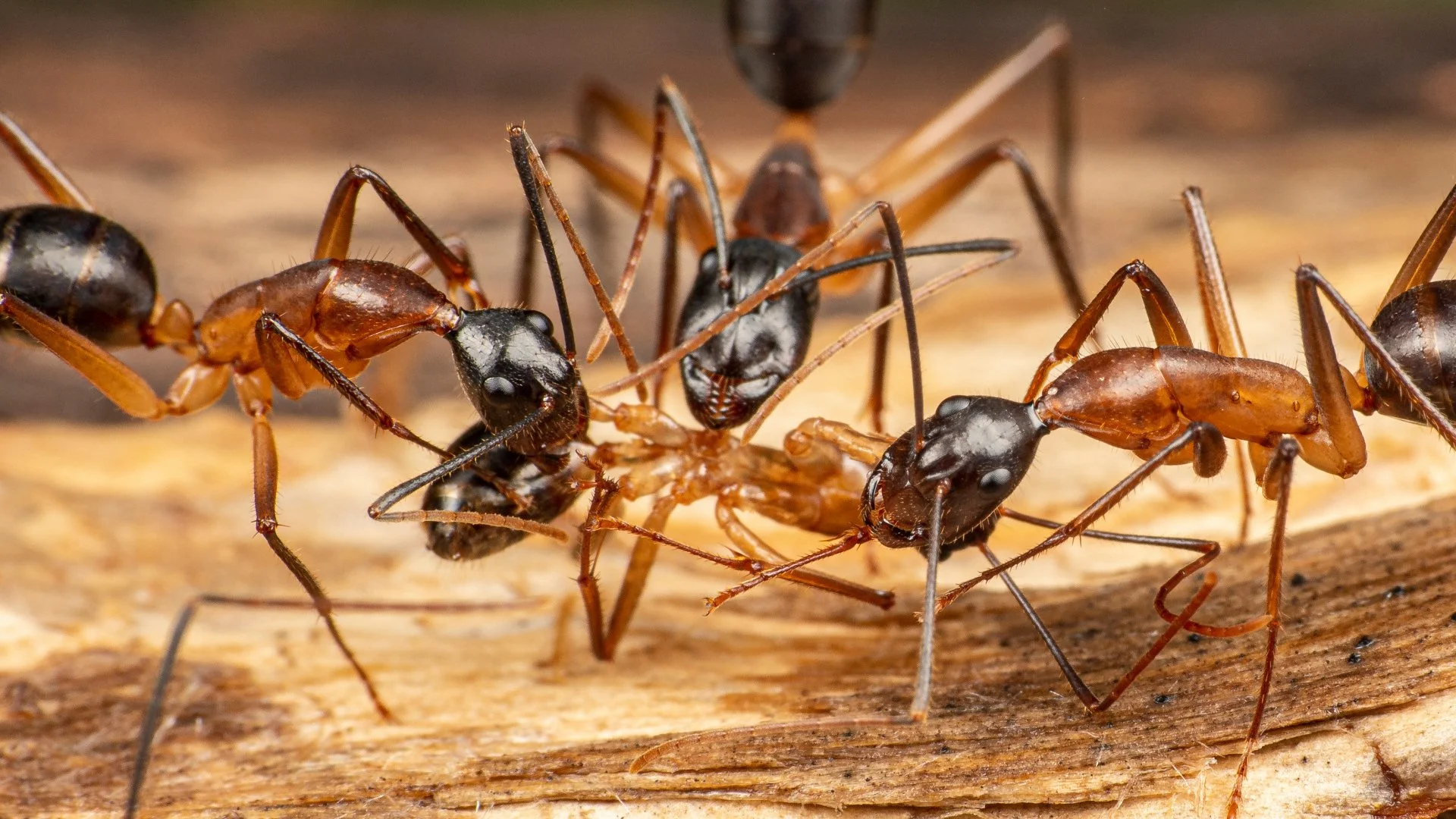 How to Tell the Difference Between Fire Ants & Carpenter Ants