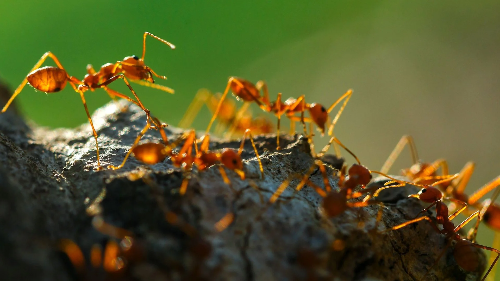 Why Are You Seeing More Fire Ant Mounds After It Rains?