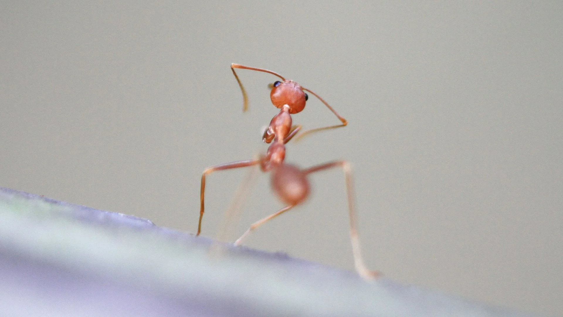 What Is the Difference Between a Red Ant & a Fire Ant?