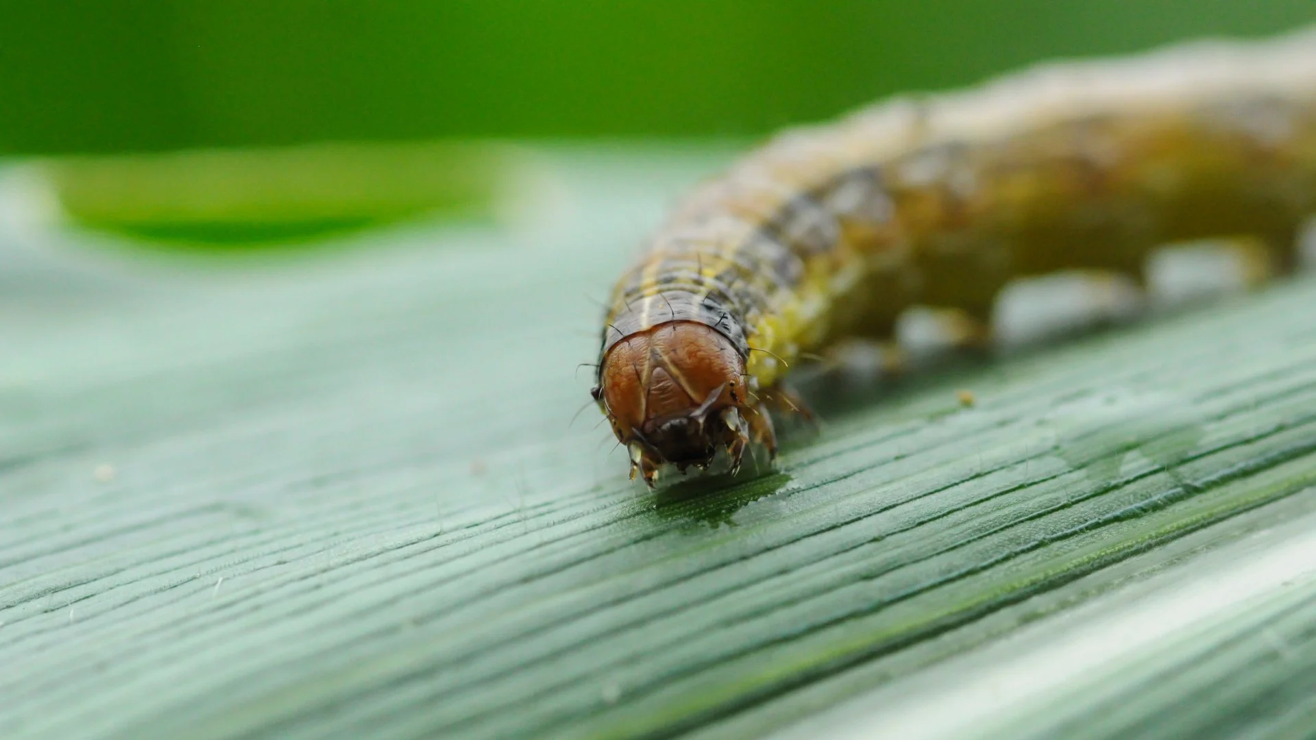 How long do armyworms stay around?