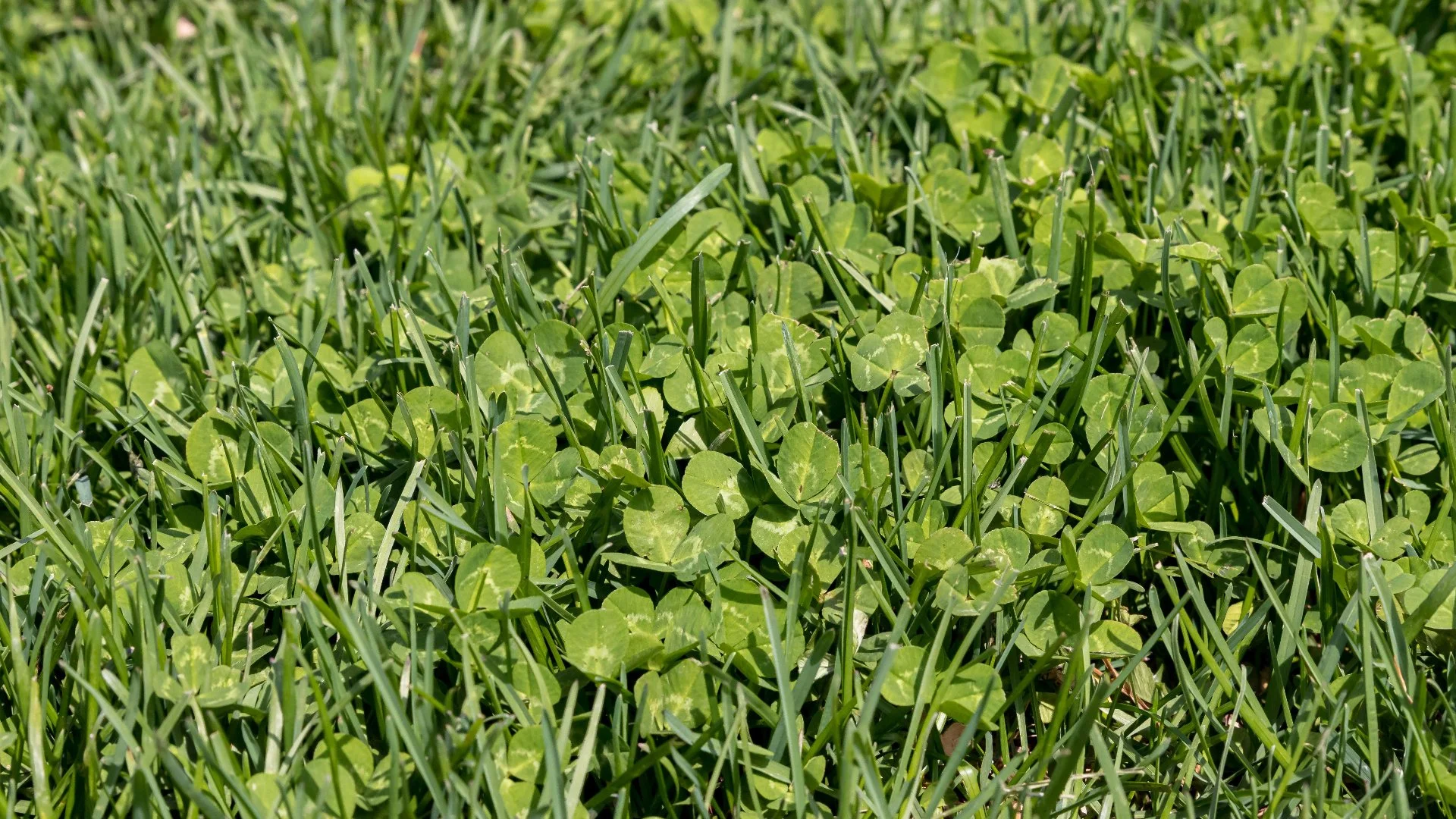 What's the Ideal Soil Temperature for Spring Pre-Emergent Weed Control?