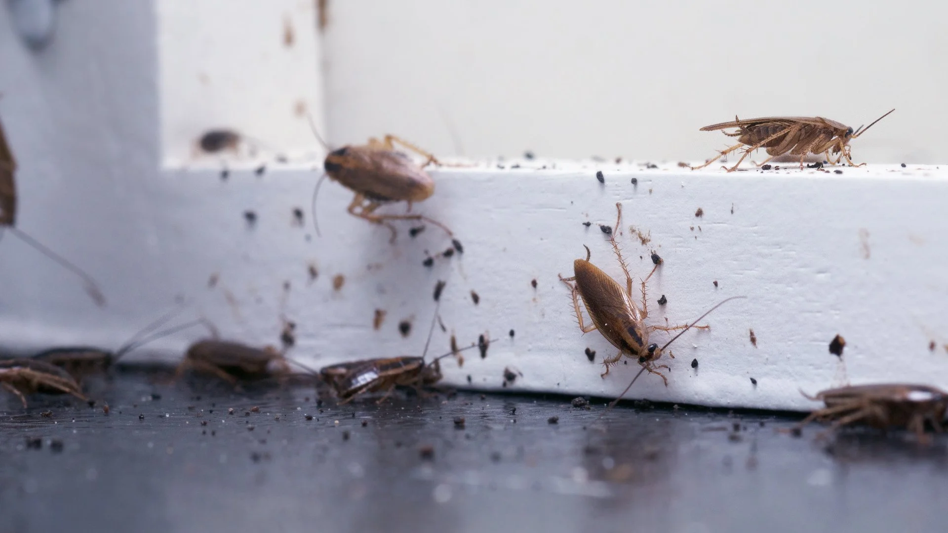 Proactive Measures You Can Take to Keep Roaches Out of Your Home