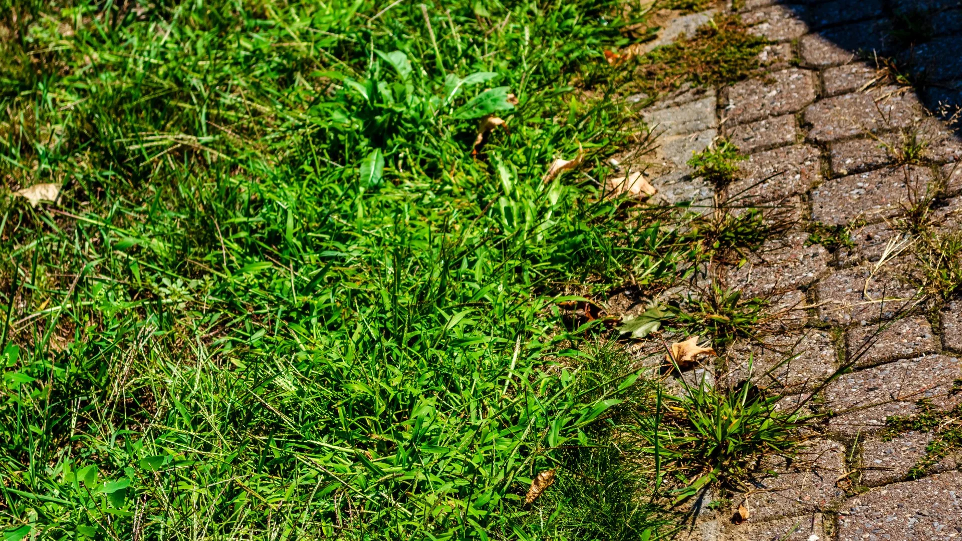 Annual vs Perennial Weeds: How Do They Differ?