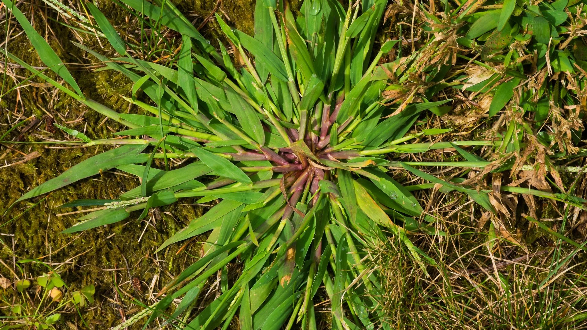 How Are Grassy Weeds Different From Broadleaf Weeds?