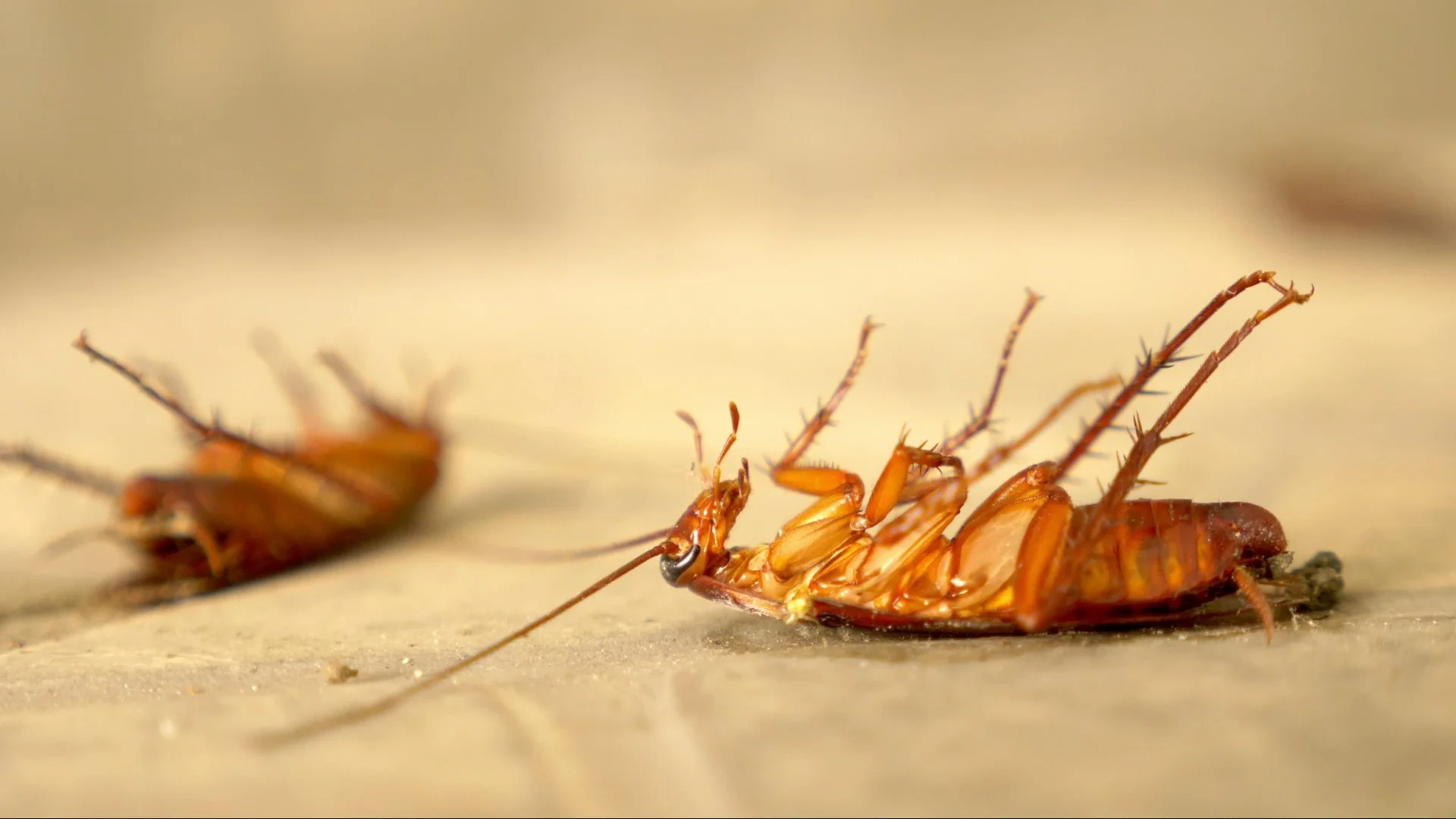 Are You Dealing With a Cockroach Infestation? Here's How to Tell