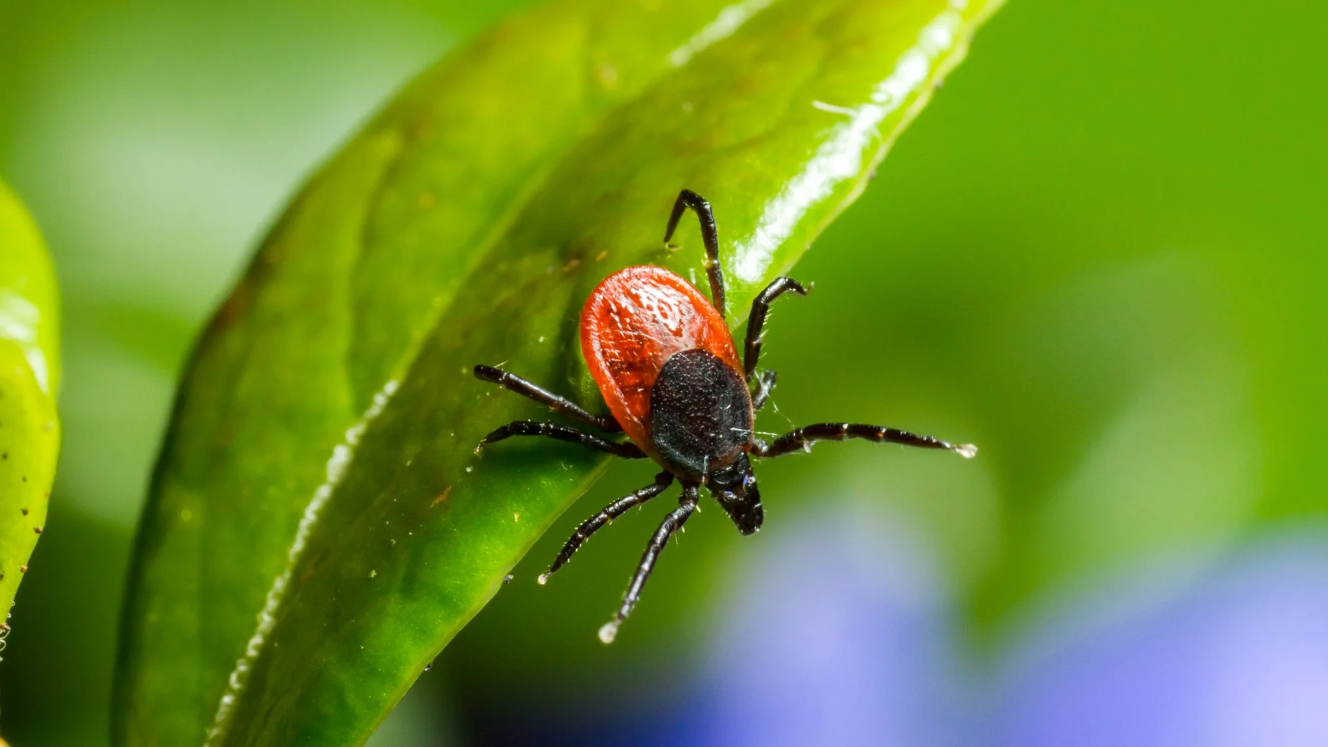 What Types of Ticks Are Common in Austin, TX?