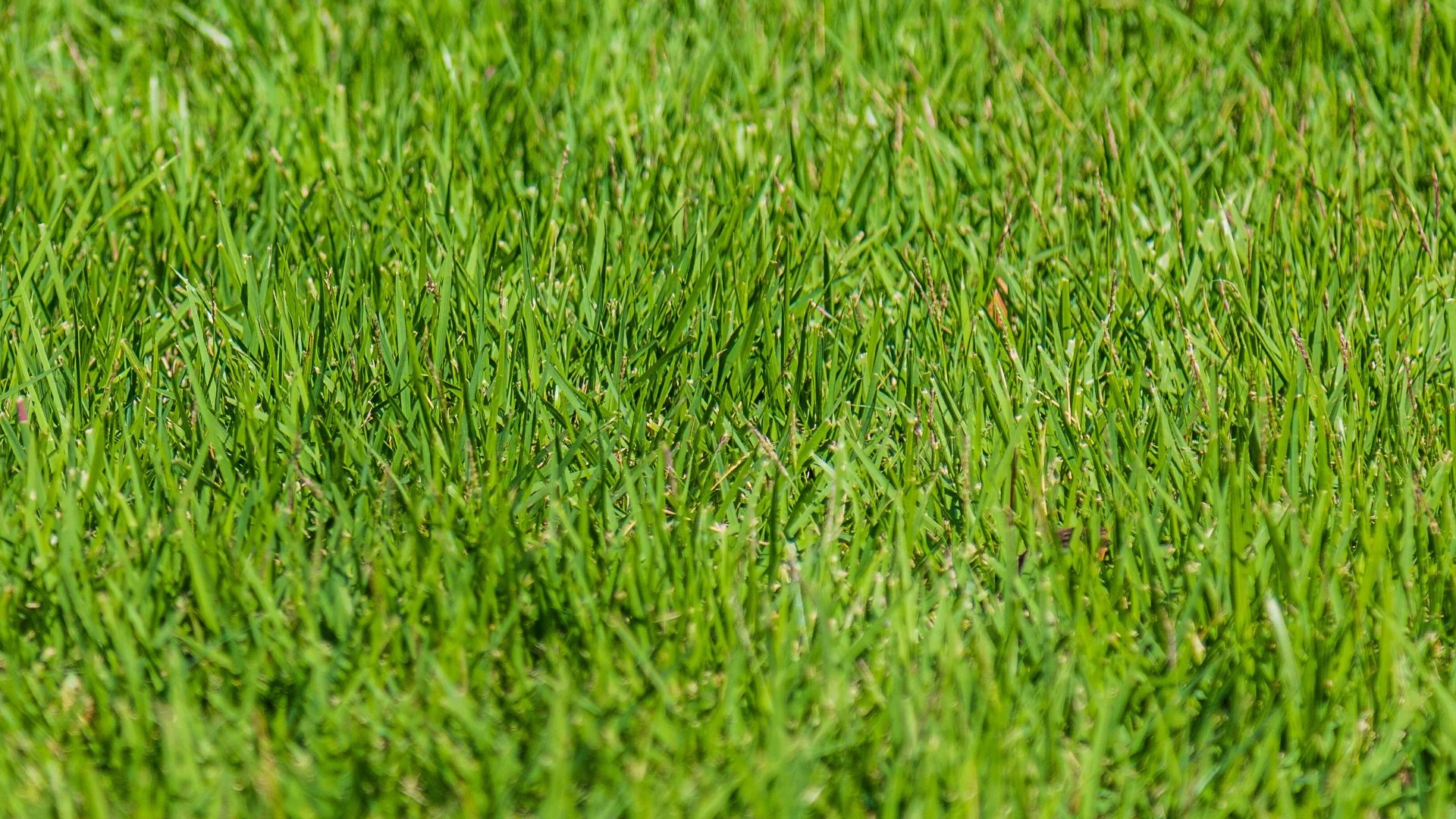 Is Topdressing Better Than Fertilizer?