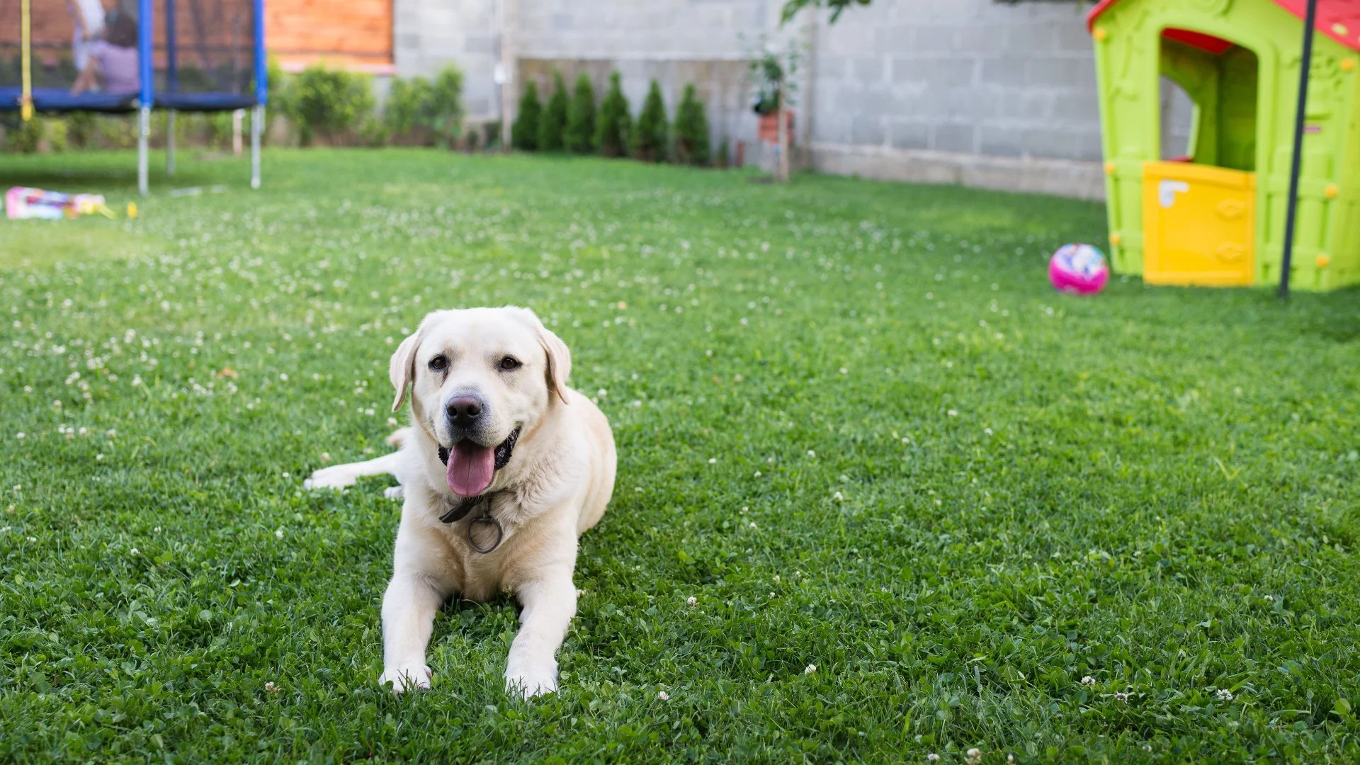 Are Liquid Aeration Treatments Safe for Pets?