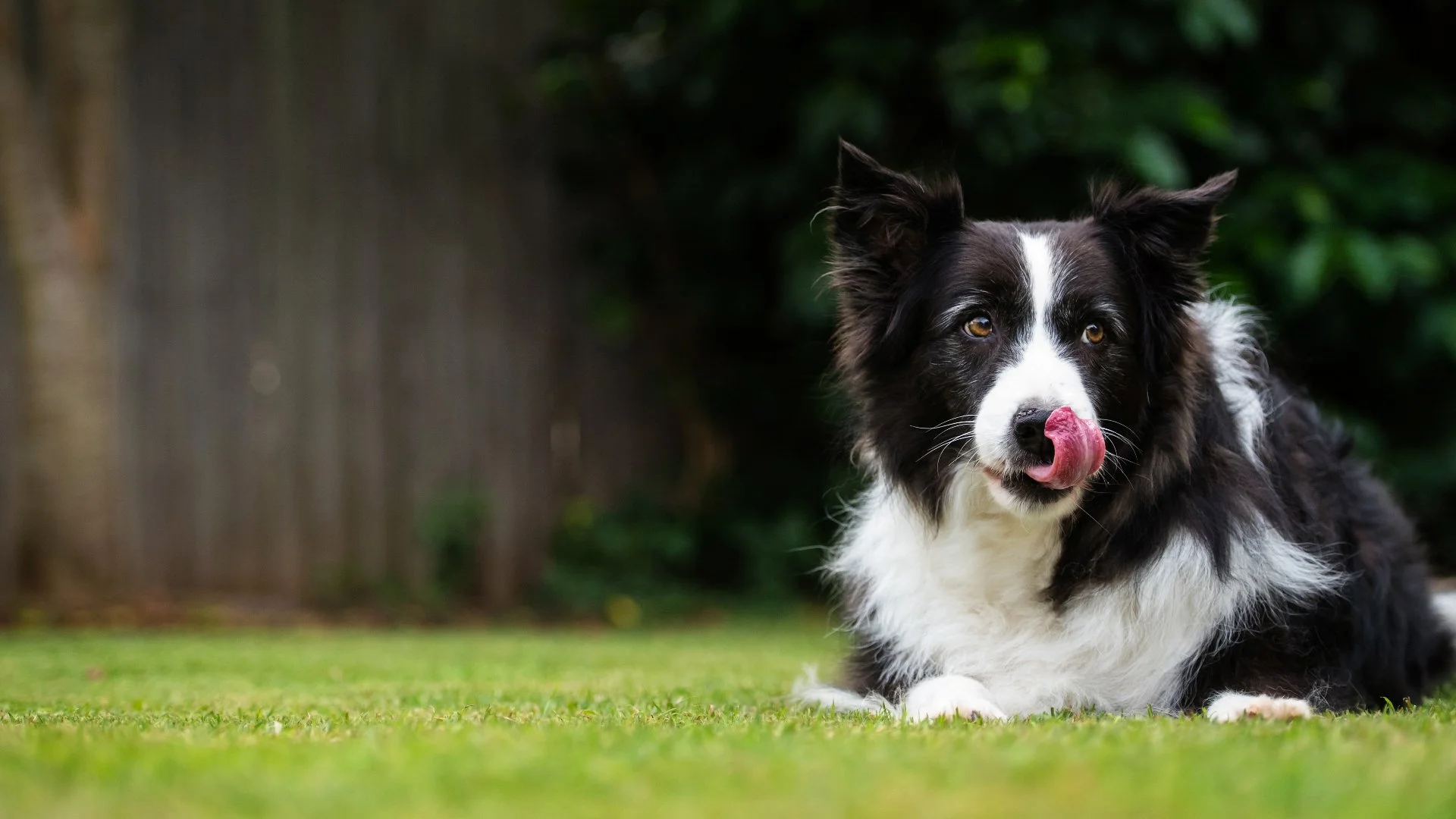 How to Keep Your Pets Safe During Lawn Care Season