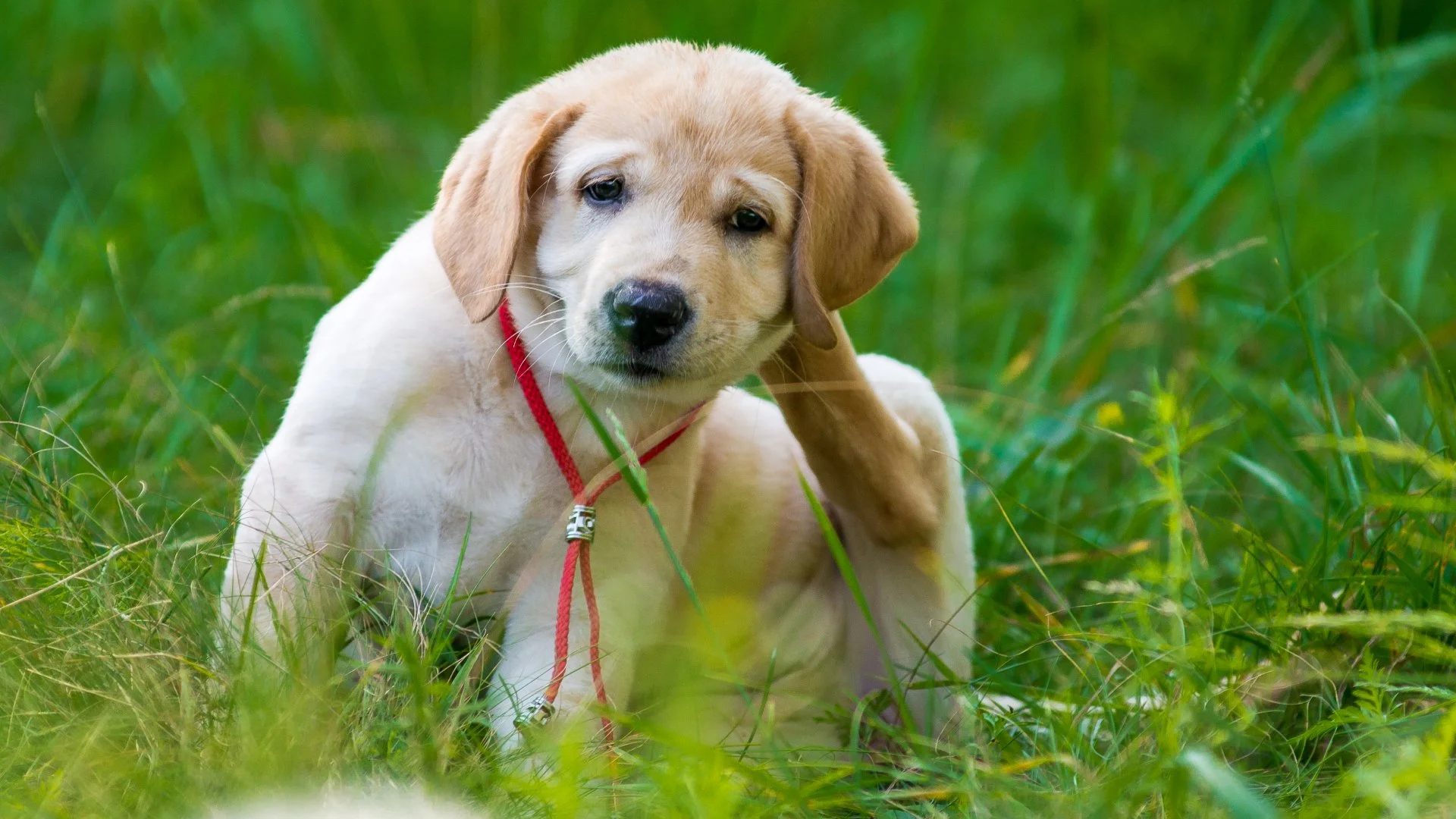 What Should You Do to Keep Your Pets Safe From Ticks?