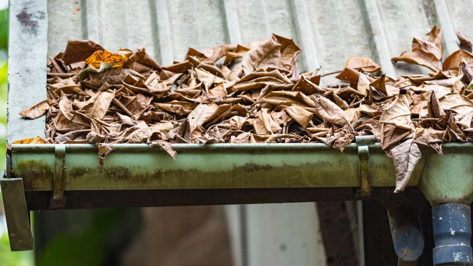Do Clogged Gutters Attract Mosquitoes?