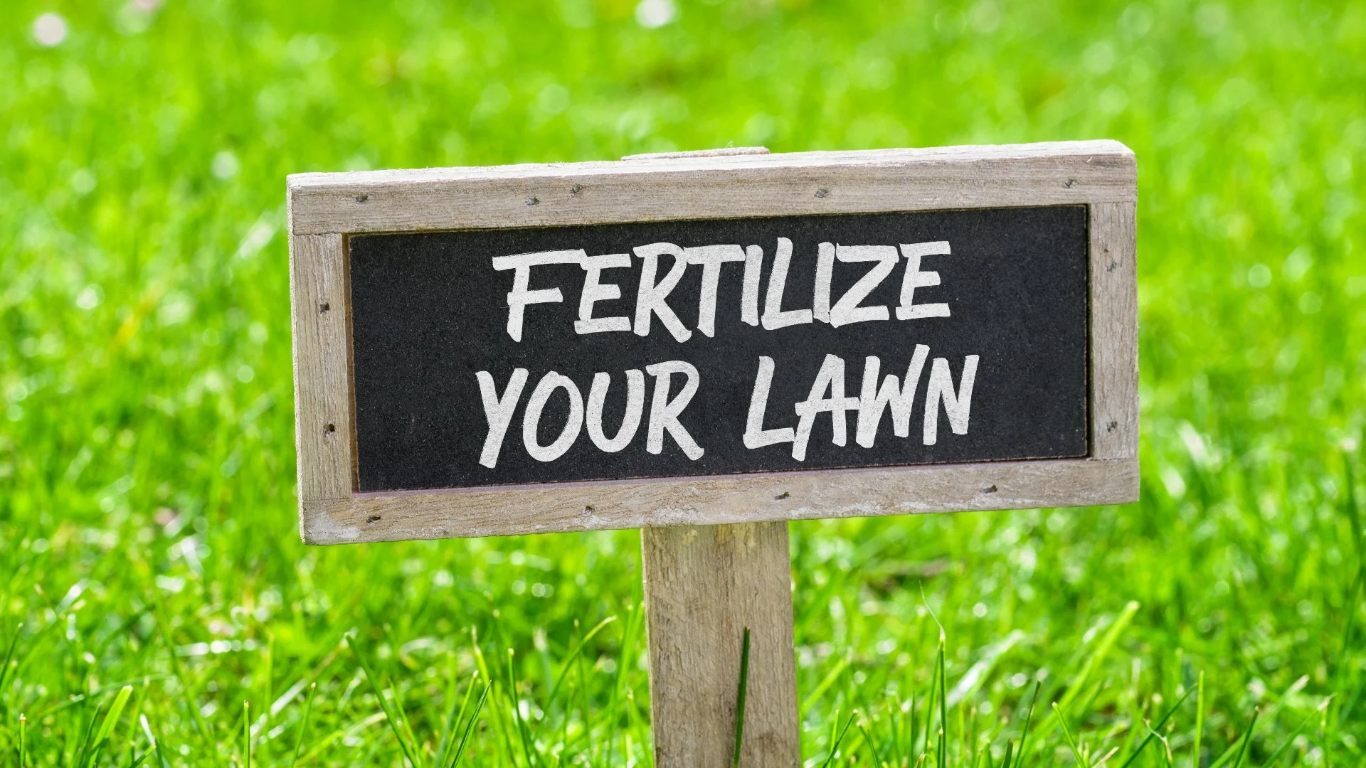 If Your Lawn Is in Austin, TX, You Should Follow This Fertilizer Schedule