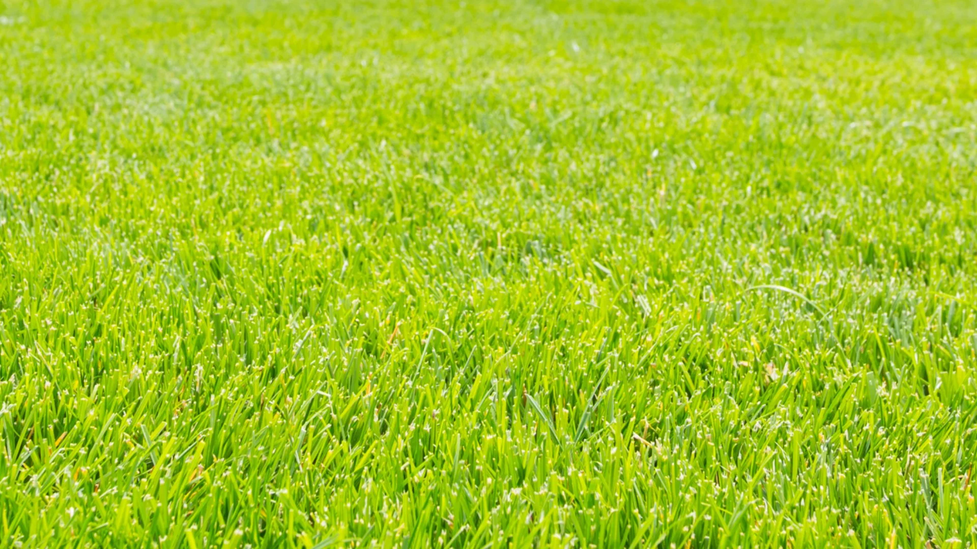 How Can You Tell if Your Lawn Needs to Be Fertilized?