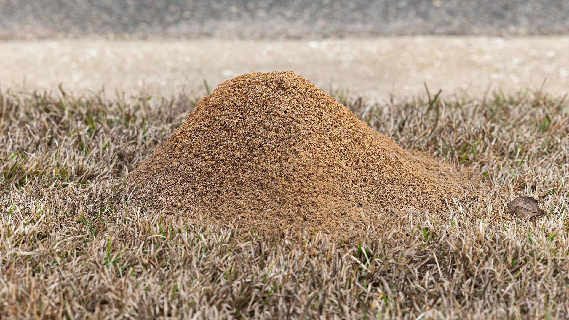 Where Do Fire Ants Usually Make Their Mounds?