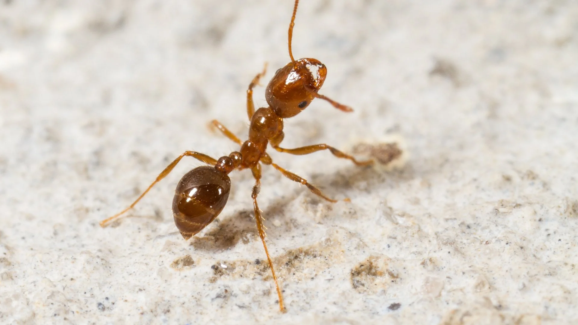 Have Fire Ants Infested Your Lawn? Do These 3 Things!