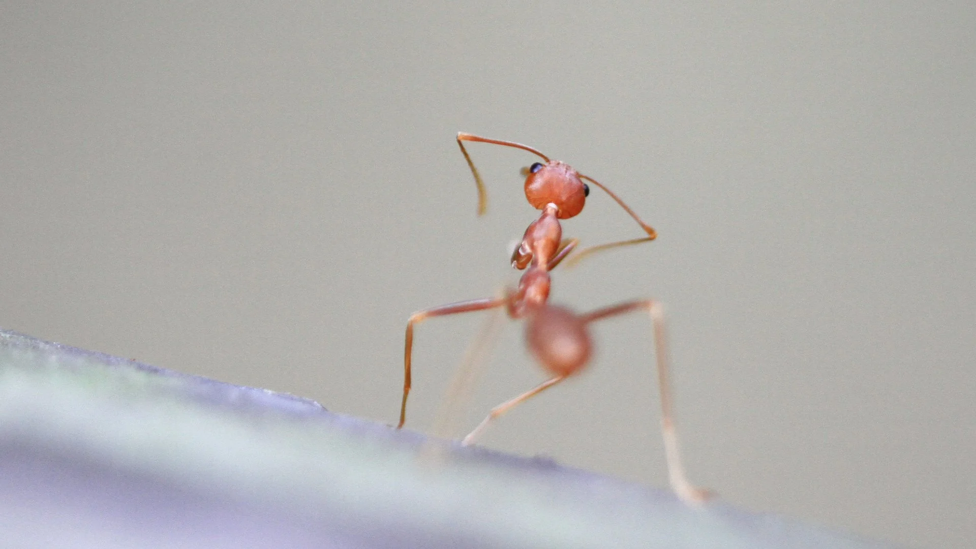 What to Do if You’re Seeing Ants Inside of Your Home