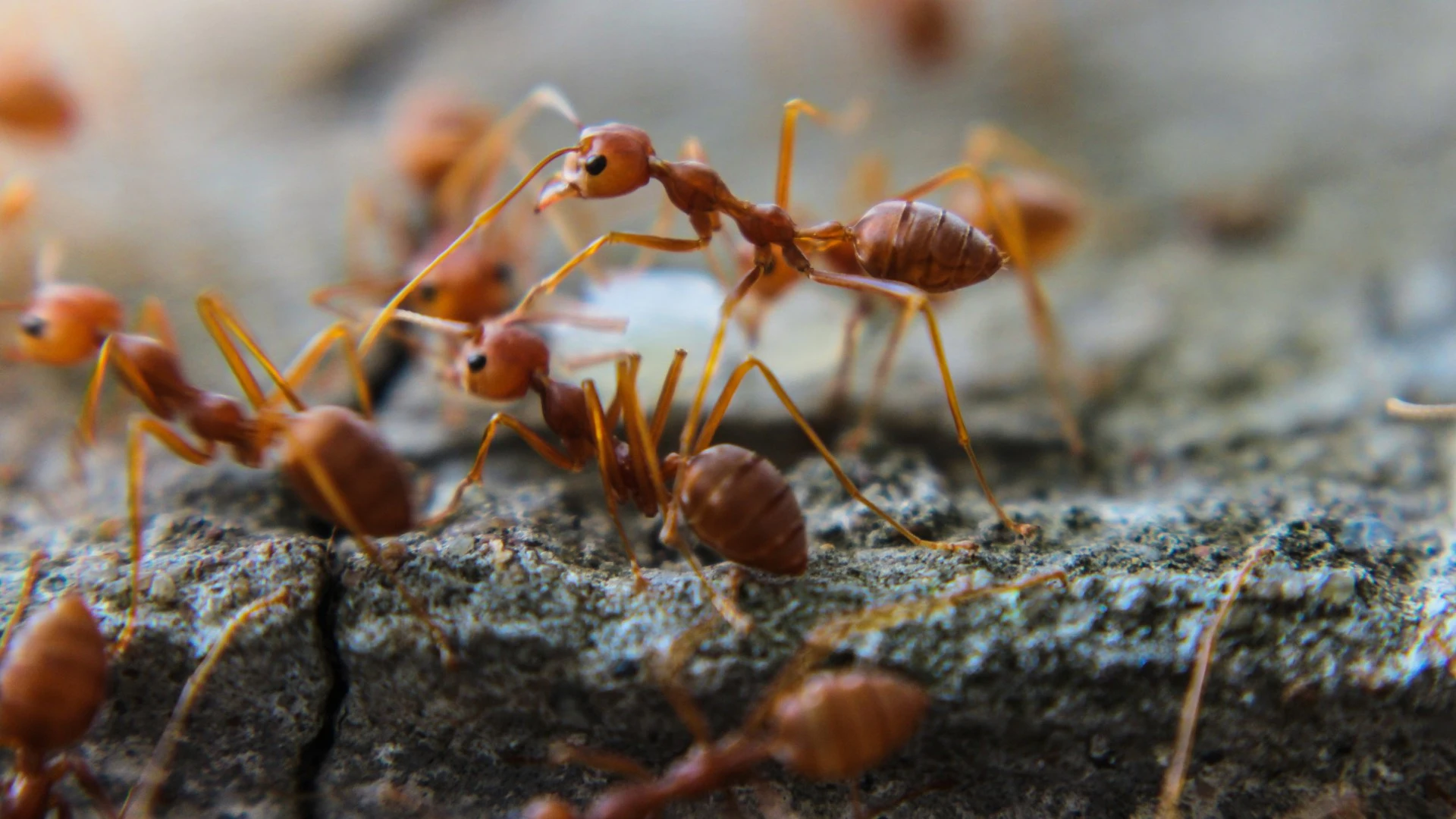 Fire ants invading a property in Austin, TX.