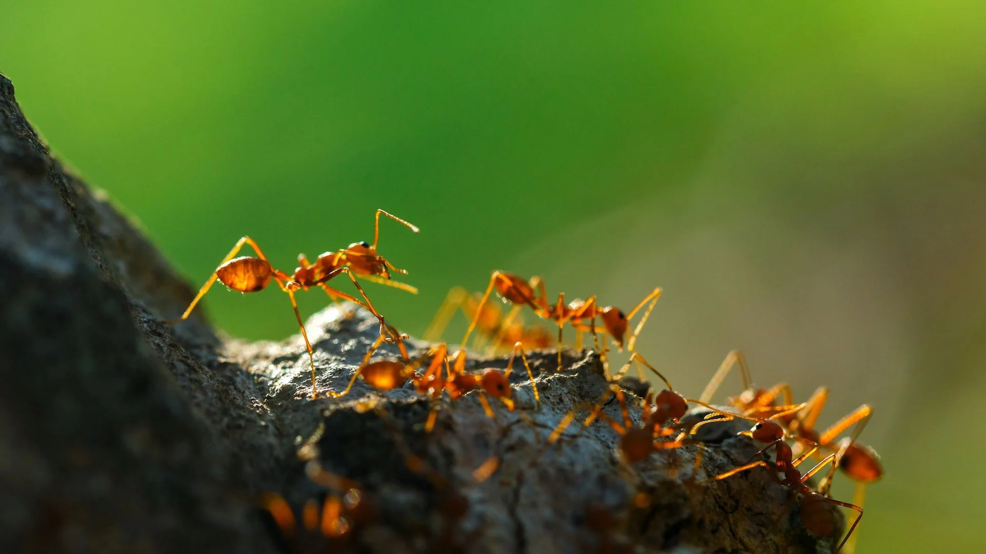 What Attracts Fire Ants to a Yard?