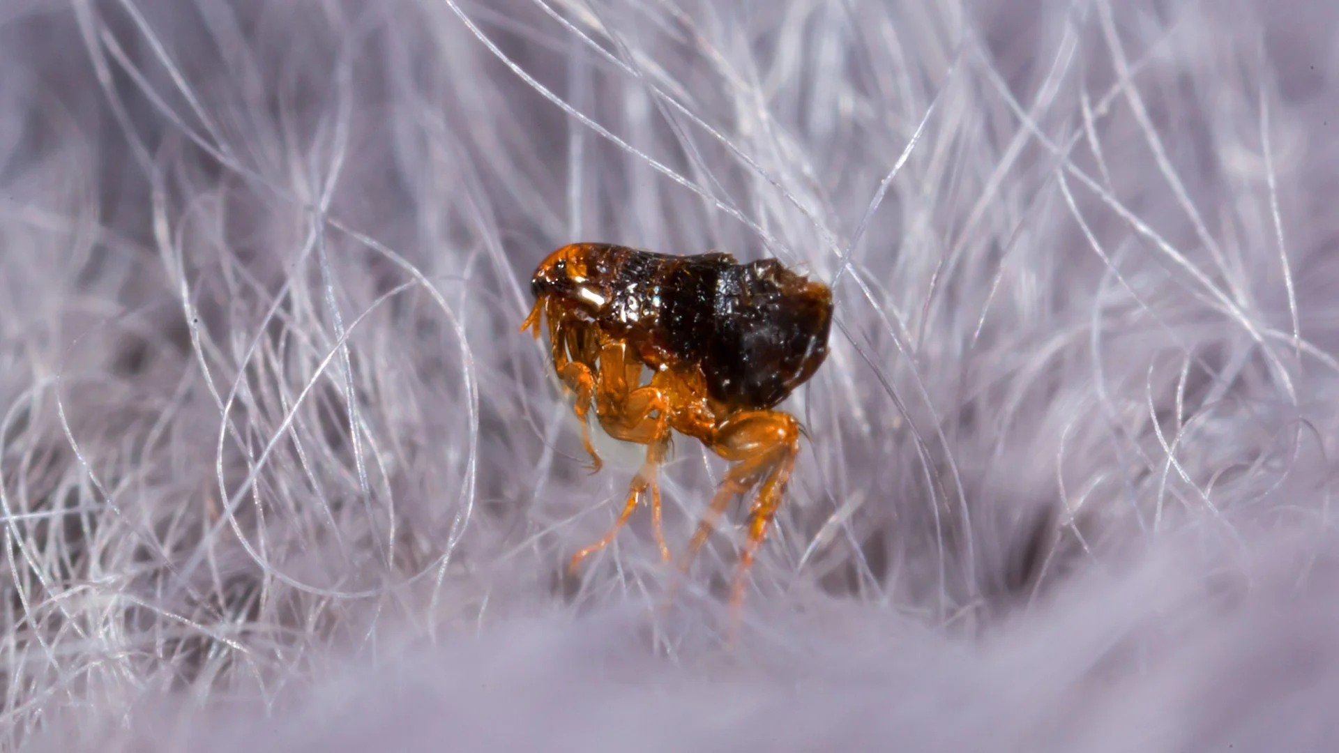 Flea Infestations: Identification & Next Steps