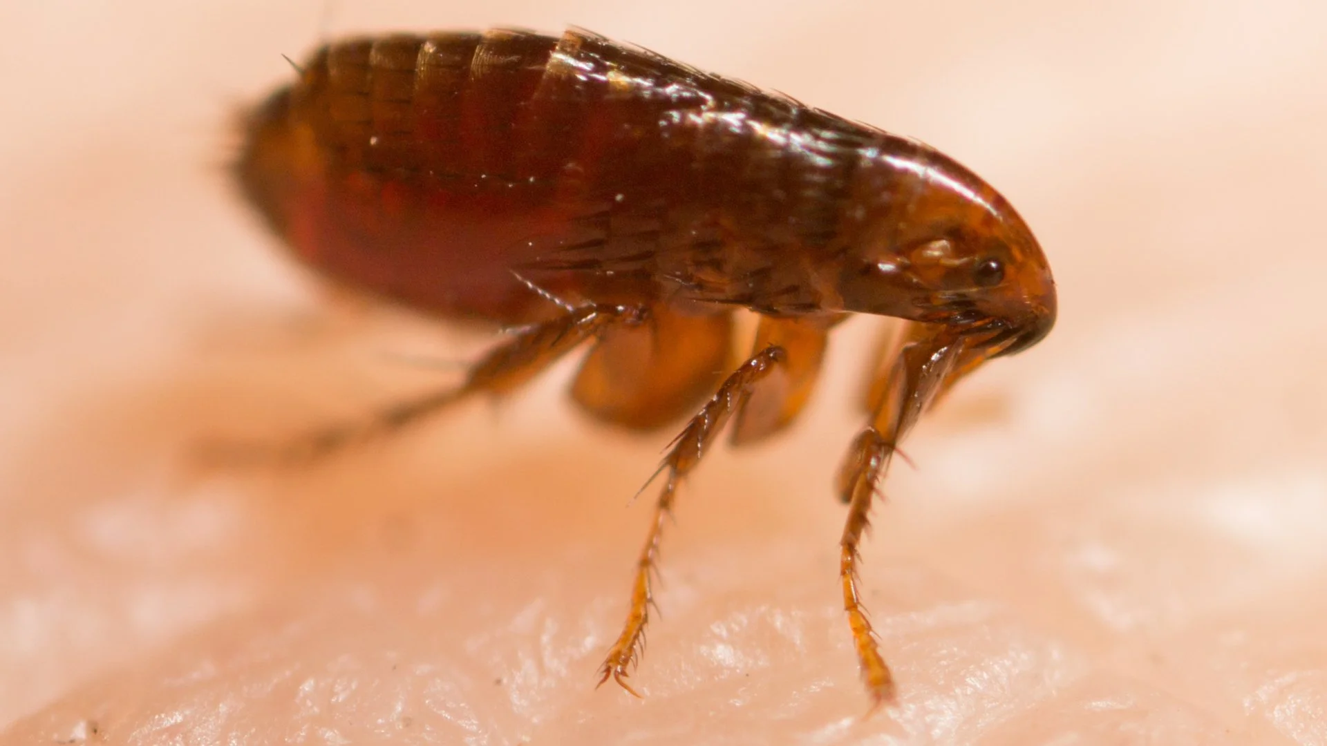 Protecting Your Pets From Fleas: What Should You Be Doing?