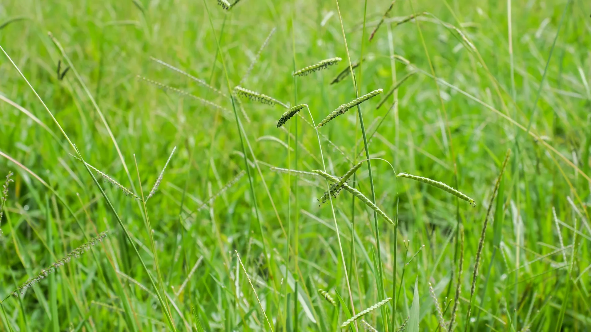Why Are Weeds a Constant Issue for Your Lawn?