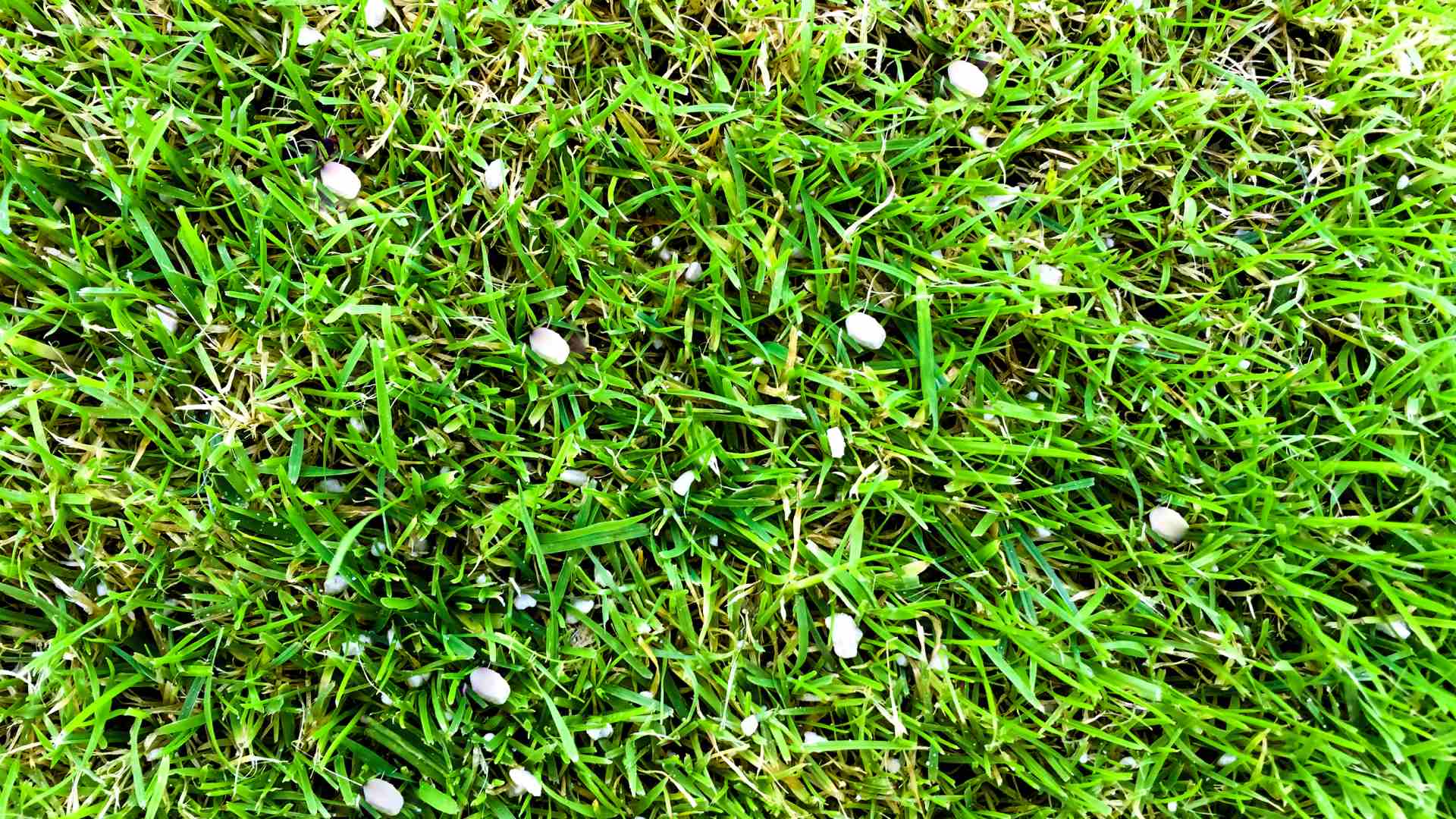 Granular fertilizer spread among lawn in Austin, TX.