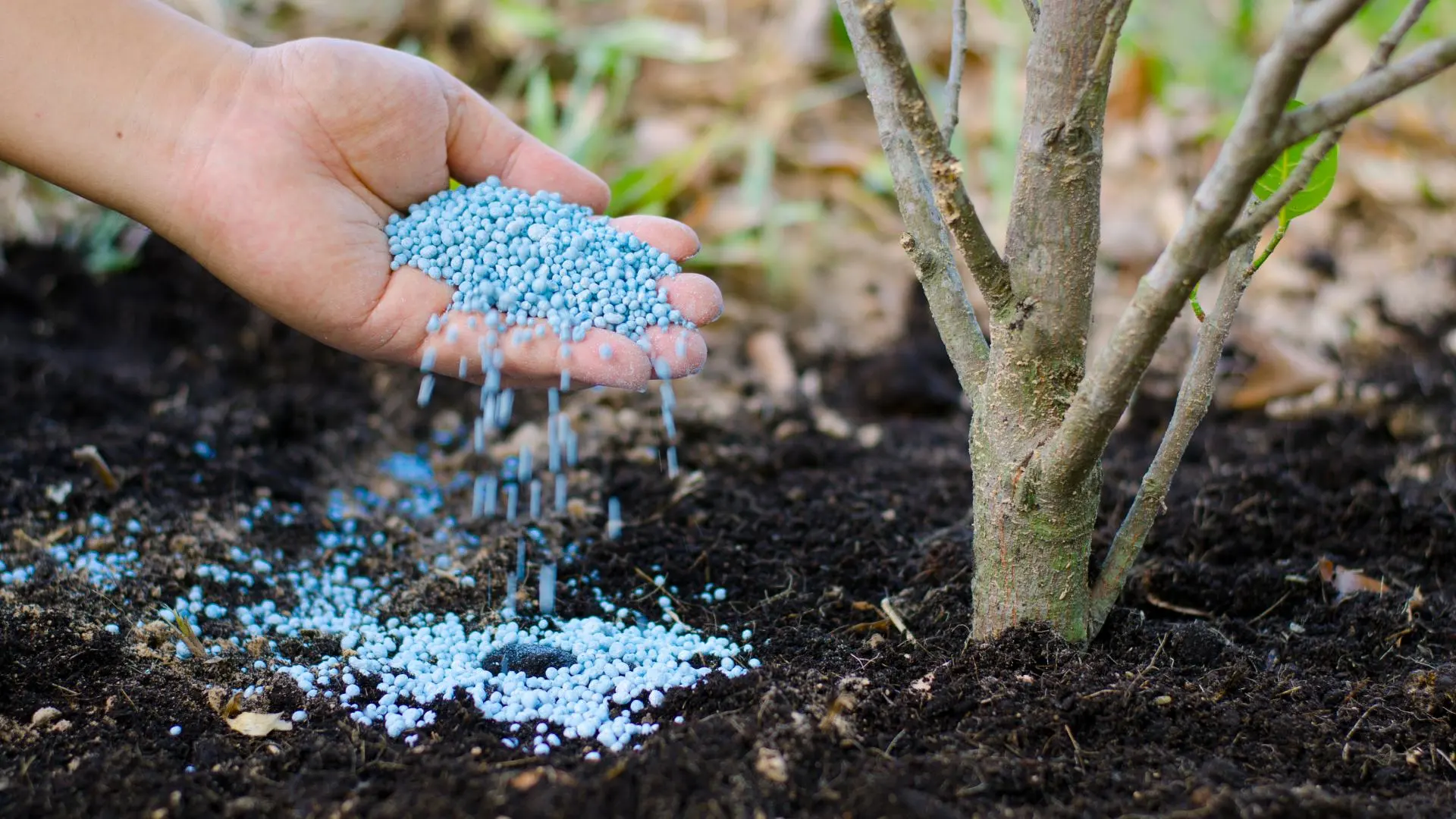 Granular shrub fertilizer being added by professional in Austin, TX.