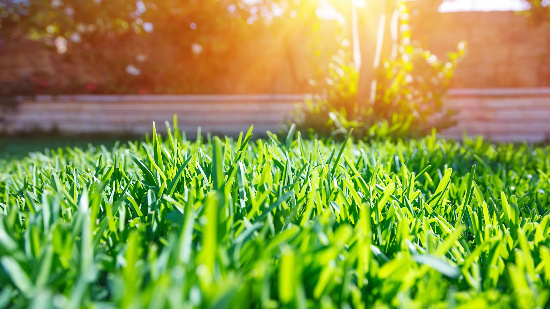 Serviced lawn with sun peaking in the background in McNeil, TX.