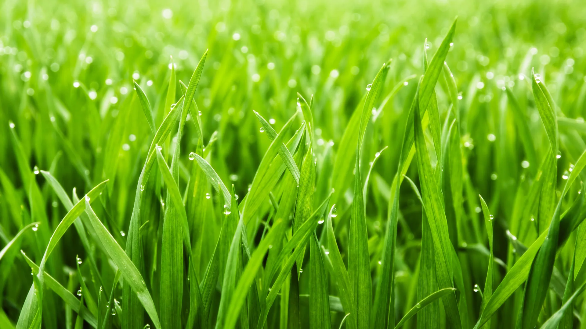 Healthy grass blades with dewdrops in Rollingwood, TX.