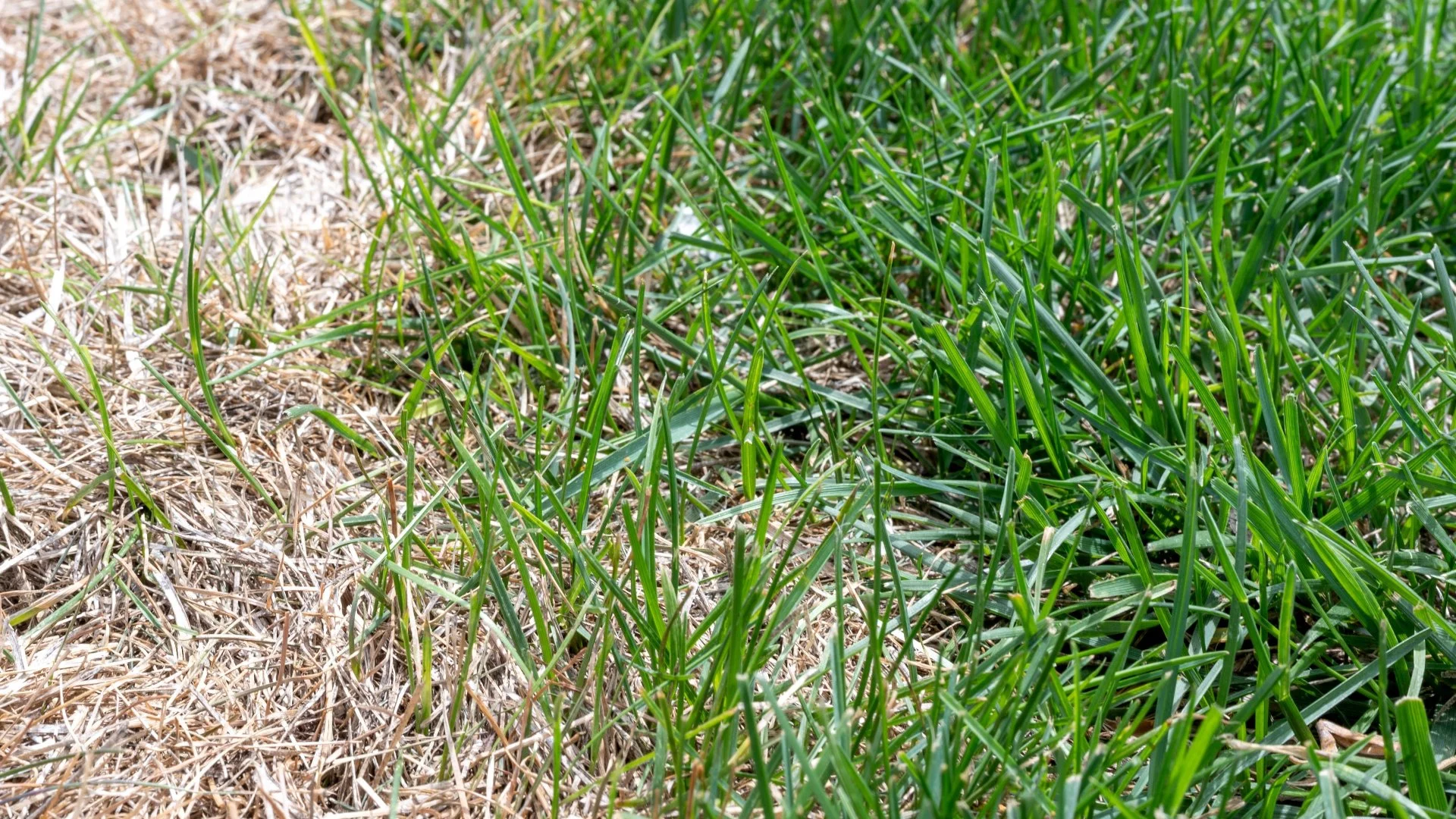 How to Help Your Grass Recover From Fertilizer Burn