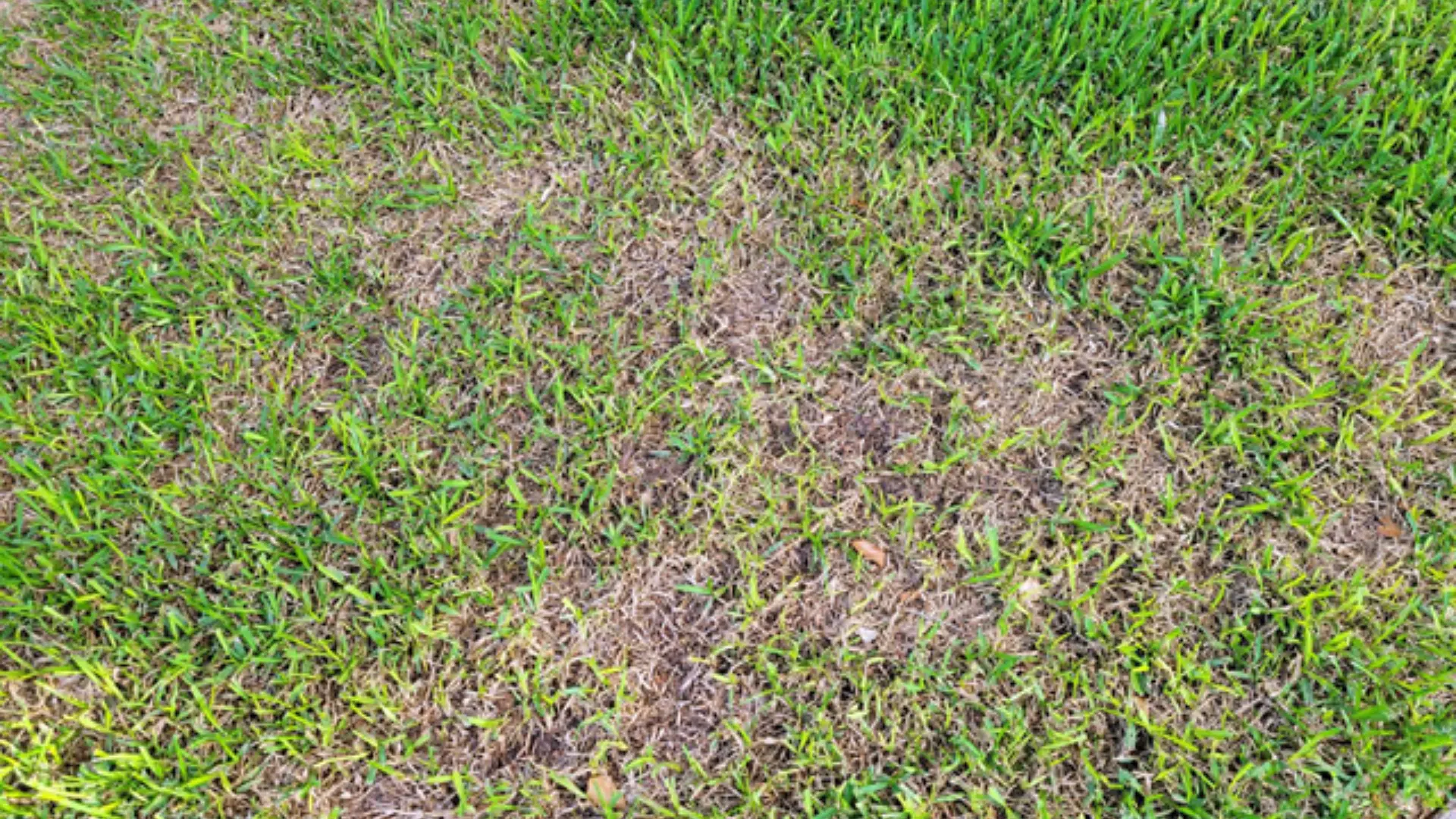 3 Fungal Diseases That Are Common on Lawns in Texas