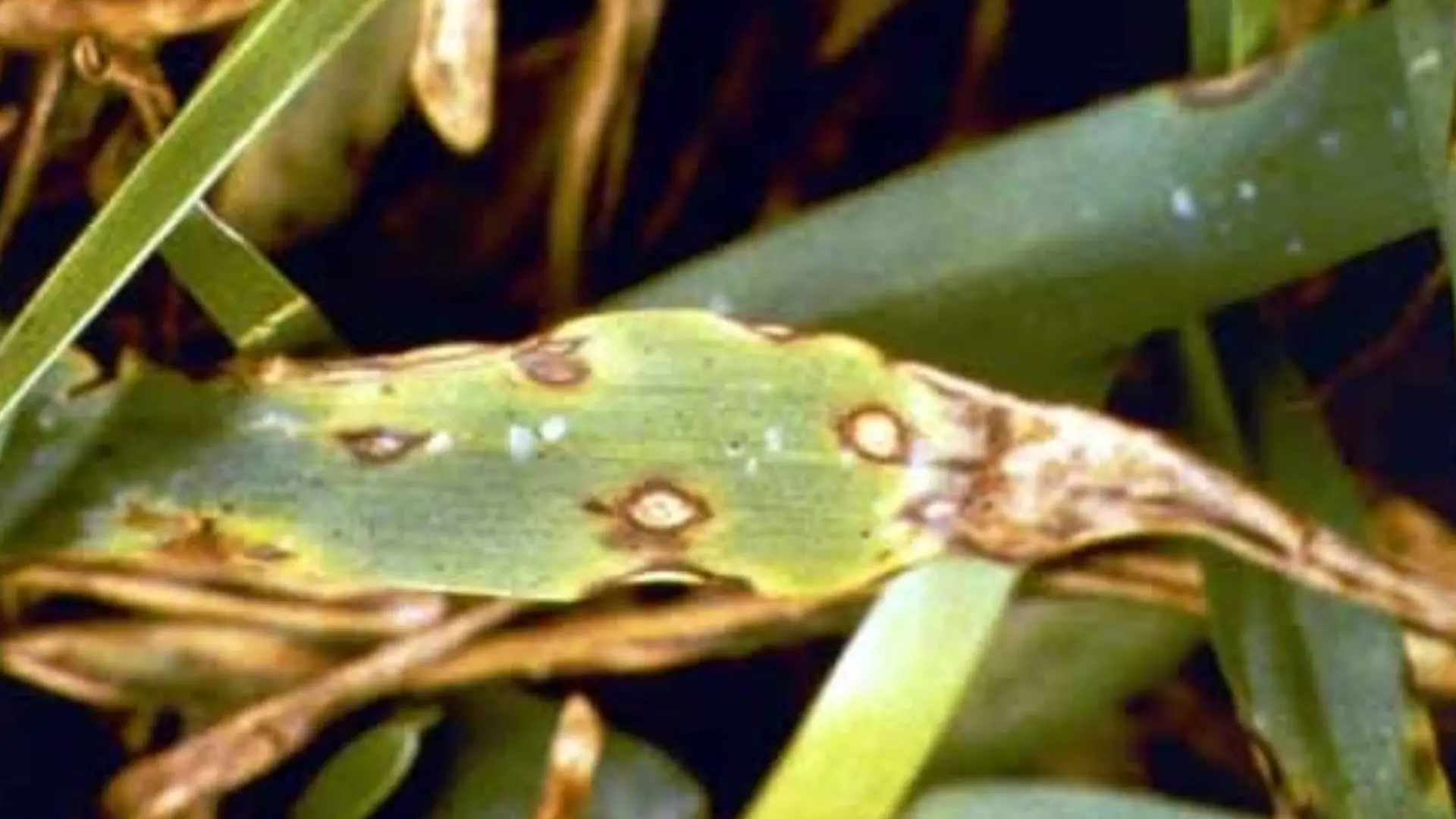 Why Are There Gray Spots on Your Grass?