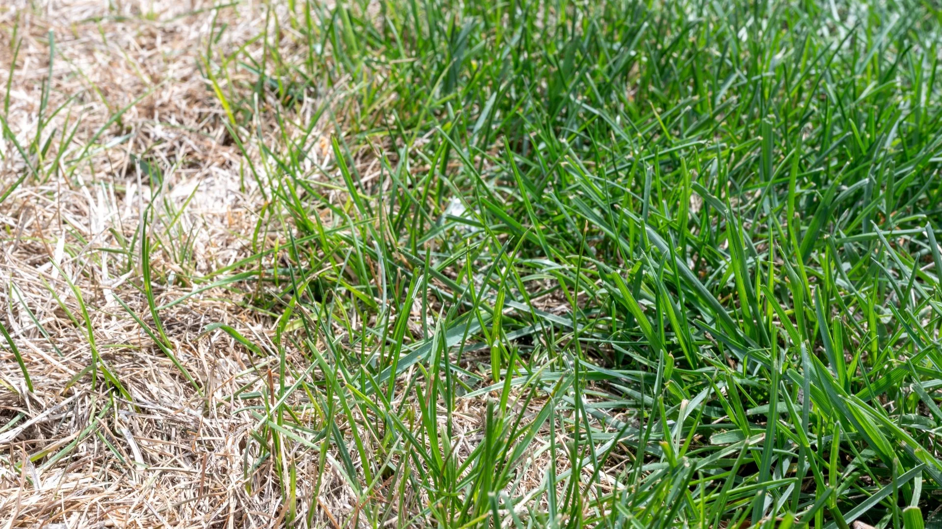 How to Eliminate Lawn Diseases From Your Turf
