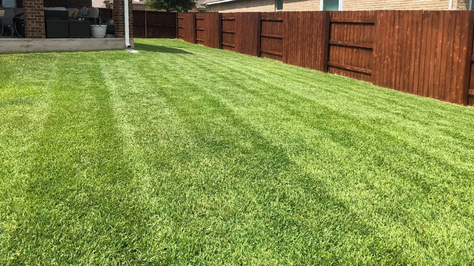 Dallisgrass, Rescuegrass & Regular Grass - How to Identify Each